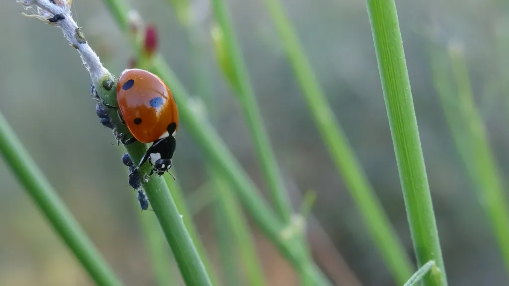 Une coccinelle dévore des pucerons sur une tige