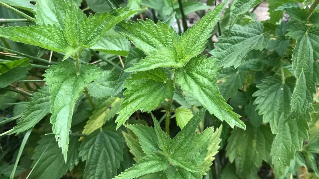 Feuilles d’ortie fraîches utilisées pour préparer le purin